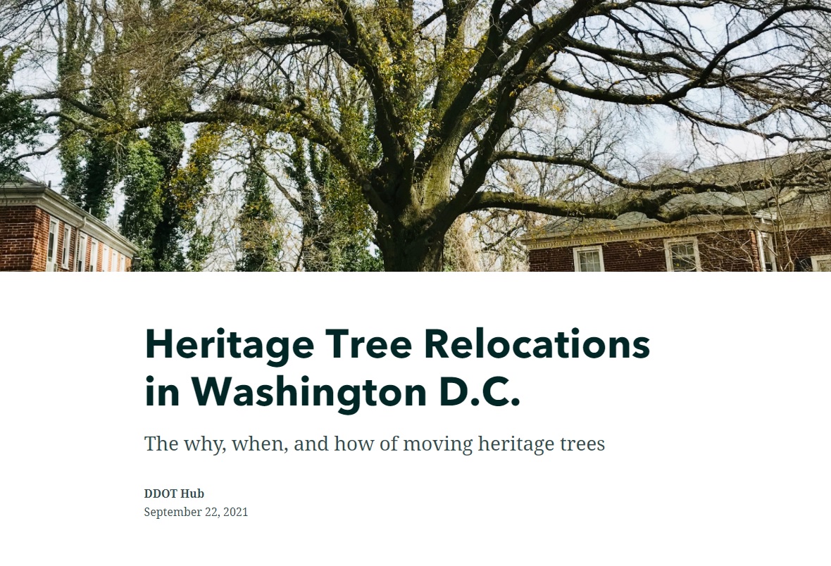 heritage-tree-relocations-in-d-c-symgeo